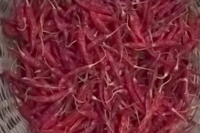 हरी मिर्च आखिर कैसे बदल जाती है लाल रंग में, समझिए पूरी प्रक्रिया