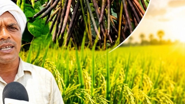 मानसून की देरी से चिंतित हैं किसान? धान के साथ अपनाएं ये खेती का तरीका, मुनाफा होगा पक्का