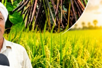 मानसून की देरी से चिंतित हैं किसान? धान के साथ अपनाएं ये खेती का तरीका, मुनाफा होगा पक्का