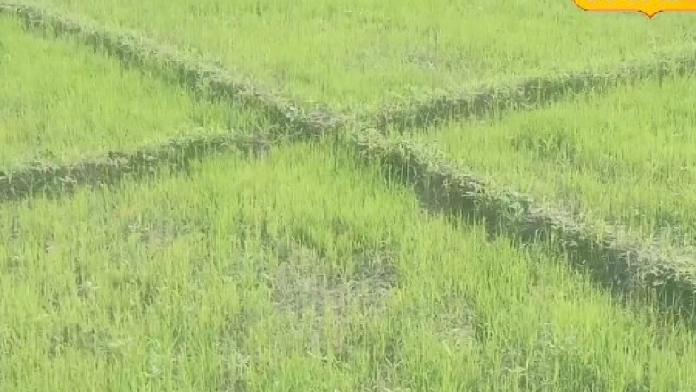 धान की खेती: कम खर्च में फसल को सुरक्षित बनाने का जादुई तरीका, नर्सरी डालने से पहले अपनाएं ये उपाय