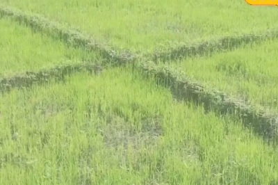 धान की खेती: कम खर्च में फसल को सुरक्षित बनाने का जादुई तरीका, नर्सरी डालने से पहले अपनाएं ये उपाय