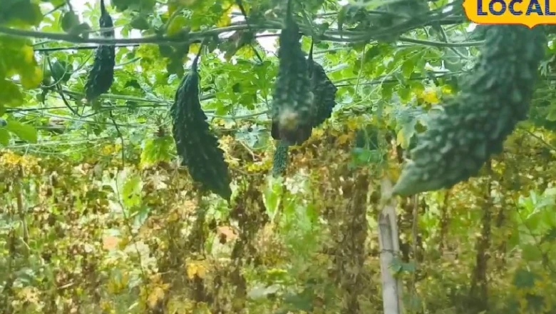 लखीमपुर खीरी के किसान की अनूठी पहल, मचान विधि से करेले की खेती कर कमा रहे हैं तगड़ा मुनाफा