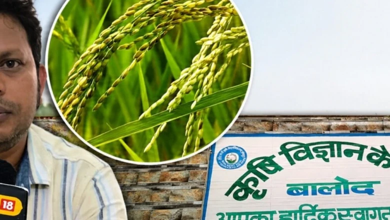 छत्तीसगढ़ में 'सीजी तेजस्वी' धान का बढ़ा क्रेज, महज 130 दिनों में मिलेगी 30 क्विंटल तक बंपर पैदावार