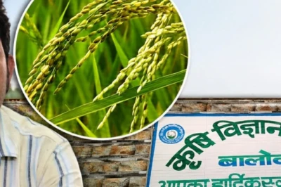 छत्तीसगढ़ में 'सीजी तेजस्वी' धान का बढ़ा क्रेज, महज 130 दिनों में मिलेगी 30 क्विंटल तक बंपर पैदावार