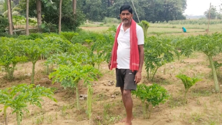 देवघर के किसान अंबिका कुशवाहा का कमाल, एक ही खेत से ले रहे ओल और पपीते की दोहरी फसल