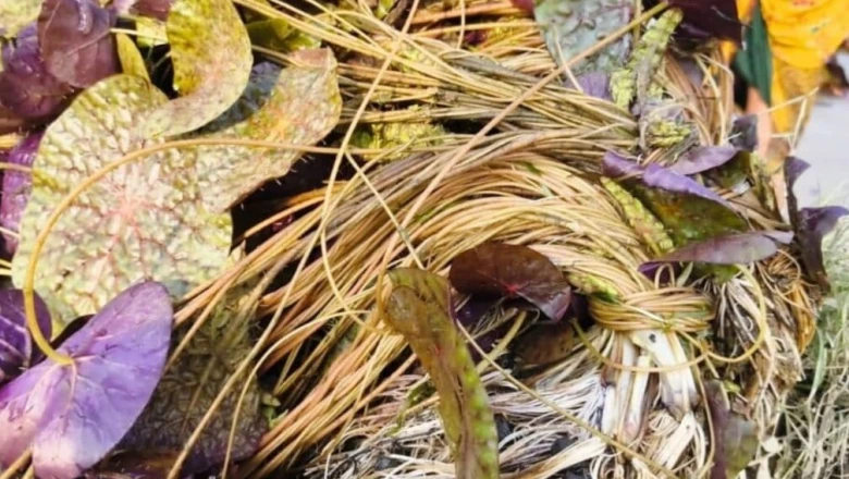 मखाना किसानों के लिए खास सलाह: फूल आने के समय अपनाएं ये तीन तरीके, पैदावार में होगी 30 प्रतिशत तक वृद्धि