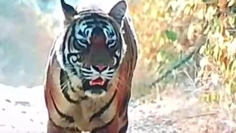 रणथंभौर में 5वें इंटरनेशनल टाइगर वीक का भव्य आगाज, बाघ संरक्षण पर मंथन