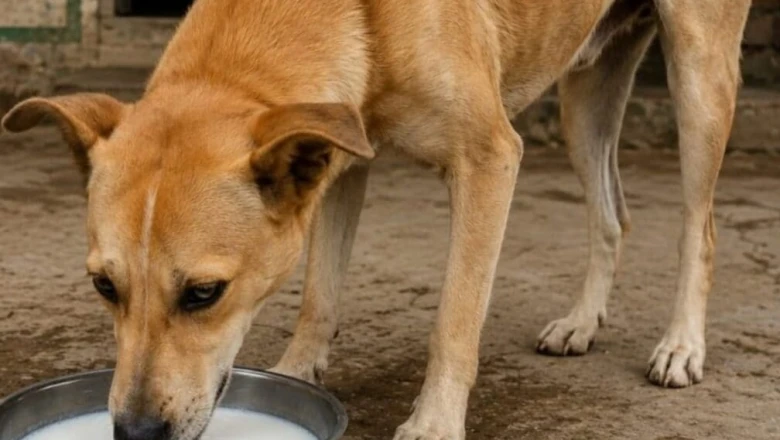 कुत्तों को दूध और रोटी देना पड़ सकता है भारी, जानिए उनकी सेहत के लिए क्या है सही डाइट