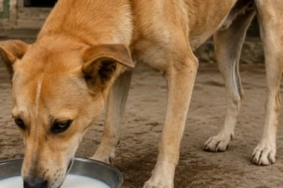 कुत्तों को दूध और रोटी देना पड़ सकता है भारी, जानिए उनकी सेहत के लिए क्या है सही डाइट