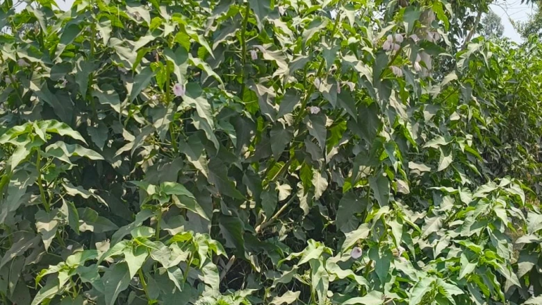 आवारा जानवरों से फसलों को सुरक्षित रखना हुआ आसान, खेत की मेड़ पर लगाएं बेशर्म का पौधा