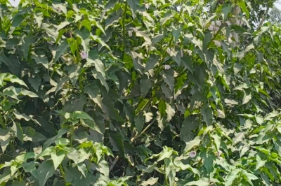 आवारा जानवरों से फसलों को सुरक्षित रखना हुआ आसान, खेत की मेड़ पर लगाएं बेशर्म का पौधा