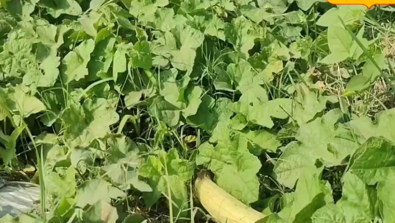 पढ़ाई के बाद नौकरी को न कह पलामू के सोनू ने खेती से बनाई अपनी पहचान, सालाना कमा रहे ₹4 लाख