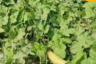 पढ़ाई के बाद नौकरी को न कह पलामू के सोनू ने खेती से बनाई अपनी पहचान, सालाना कमा रहे ₹4 लाख