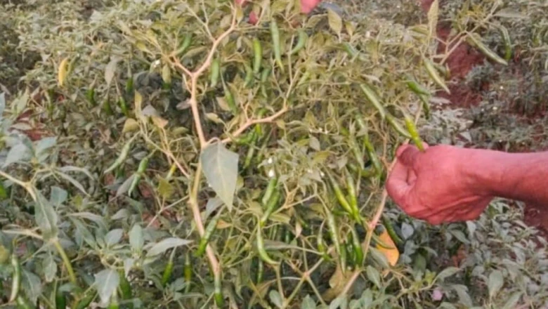मानसून में हरी मिर्च की खेती से करें लाखों की कमाई, बेहद कम लागत में मिलेगा बंपर मुनाफा