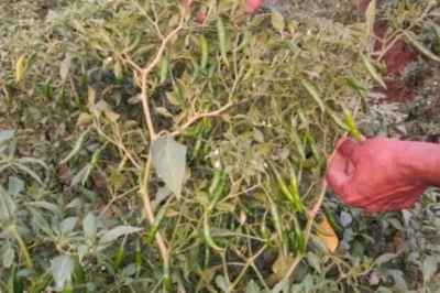 मानसून में हरी मिर्च की खेती से करें लाखों की कमाई, बेहद कम लागत में मिलेगा बंपर मुनाफा
