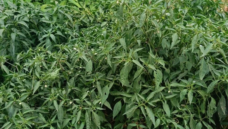 भीषण गर्मी में सूख रहे हैं आपके पौधे? इन 8 आसान टिप्स से बचाएं अपना किचन गार्डन