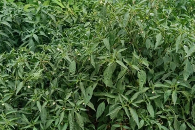 भीषण गर्मी में सूख रहे हैं आपके पौधे? इन 8 आसान टिप्स से बचाएं अपना किचन गार्डन