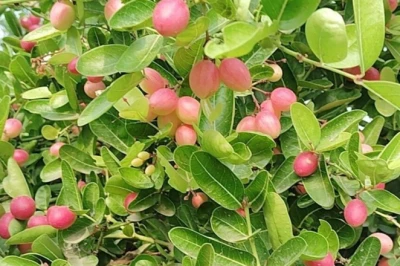 करौंदा है सेहत का खजाना: इस सुपरफ्रूट के 7 बड़े फायदों को जानकर दंग रह जाएंगे आप