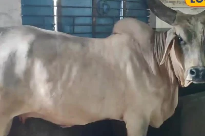 बोकारो के किसानों के लिए खुशखबरी: मात्र ₹4,000 में मिलेगा जोड़ा बैल, सरकार देगी 90 फीसदी अनुदान