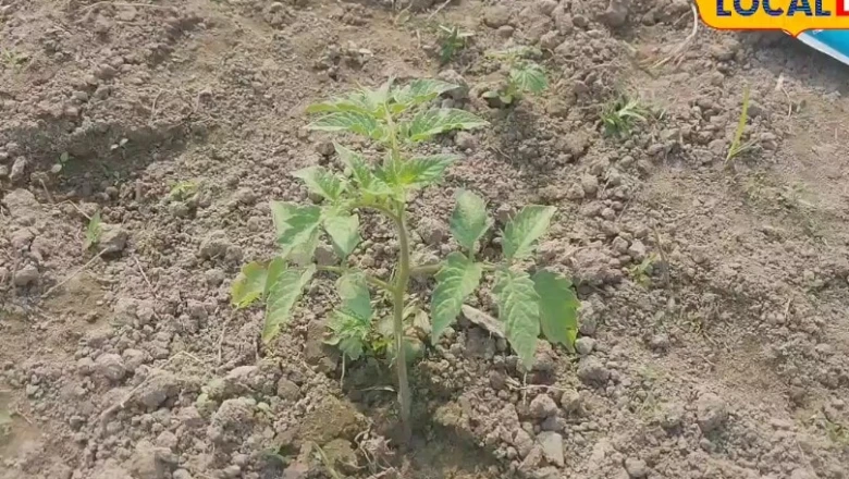 टमाटर की खेती से पाना चाहते हैं बंपर मुनाफा, तो किसान राजीव से सीखें ये सीक्रेट फॉर्मूला