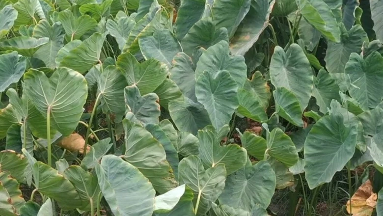 खेती की नई तकनीक: घुइयां की फसल से बहराइच के किसान कमा रहे हैं लाखों का मुनाफा