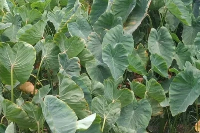 खेती की नई तकनीक: घुइयां की फसल से बहराइच के किसान कमा रहे हैं लाखों का मुनाफा