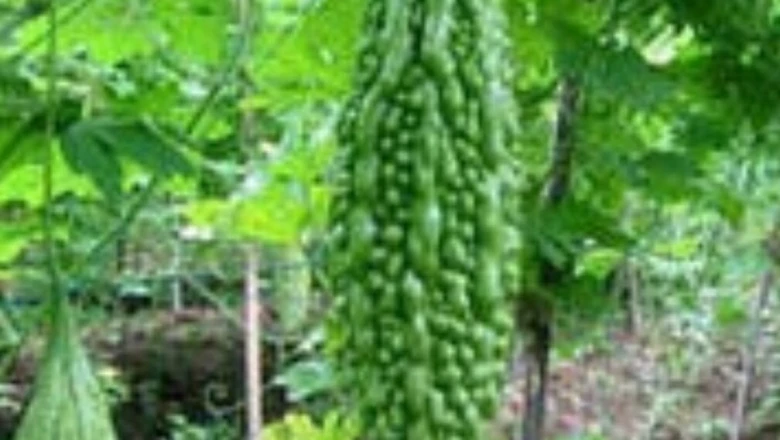 स्वाद में कड़वा पर सेहत के लिए वरदान है करेला, जानिए इसके 7 चमत्कारी स्वास्थ्य लाभ