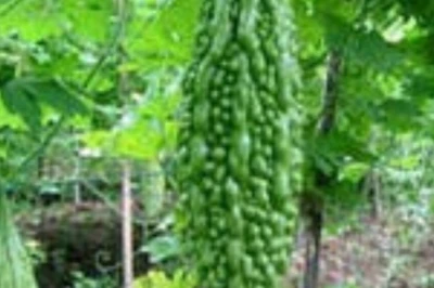 स्वाद में कड़वा पर सेहत के लिए वरदान है करेला, जानिए इसके 7 चमत्कारी स्वास्थ्य लाभ