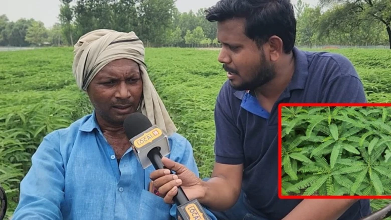 मिट्टी की उर्वरता बढ़ाने के लिए ढैंचा है संजीवनी, किसान सियाराम से जानें इसे उगाने की पूरी तकनीक