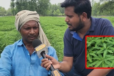 मिट्टी की उर्वरता बढ़ाने के लिए ढैंचा है संजीवनी, किसान सियाराम से जानें इसे उगाने की पूरी तकनीक