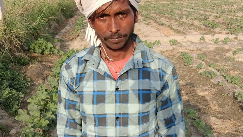 फरीदाबाद: भिंडी की फसल पर रहस्यमयी कीटों का कहर, किसान को हुआ भारी नुकसान