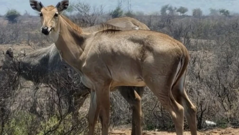 झालावाड़ का काकड़दा बना वन्यजीवों का नया बसेरा, कैमरे में कैद हुए मोर और नीलगायों के मनमोहक पल