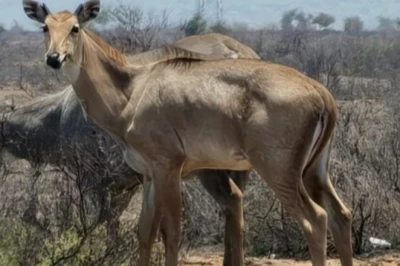 झालावाड़ का काकड़दा बना वन्यजीवों का नया बसेरा, कैमरे में कैद हुए मोर और नीलगायों के मनमोहक पल