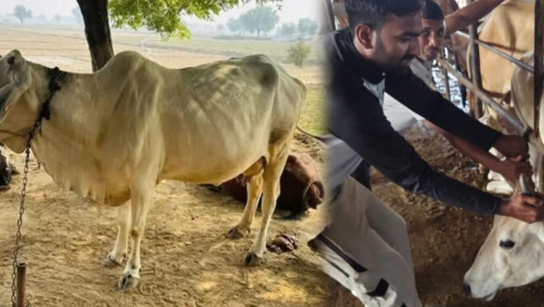 मानसून में पशुपालक रहें सतर्क, इन दो जानलेवा बीमारियों से बचा सकते हैं अपने दुधारू पशु