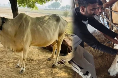 मानसून में पशुपालक रहें सतर्क, इन दो जानलेवा बीमारियों से बचा सकते हैं अपने दुधारू पशु