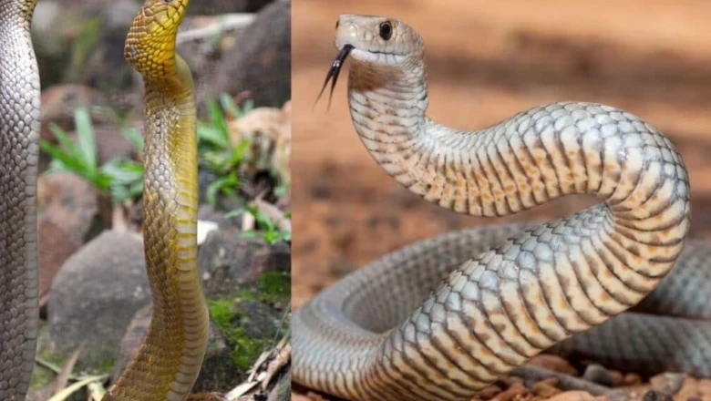 घोड़ा पछाड़ सांप: क्यों लोग इसे देखकर भागते हैं और इसे मारना क्यों है कानूनी जुर्म?