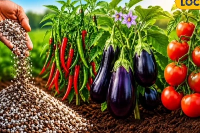 सब्जी की खेती से बंपर मुनाफा पाने का तरीका, पौध रोपाई से पहले खेत तैयार करने के खास टिप्स