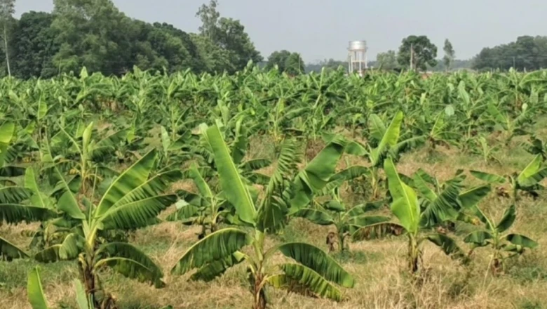आजमगढ़: किसान राकेश राय ने केले की खेती से बदली तस्वीर, 2 बीघे में उगाए 1 हजार पौधे