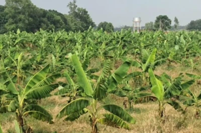 आजमगढ़: किसान राकेश राय ने केले की खेती से बदली तस्वीर, 2 बीघे में उगाए 1 हजार पौधे