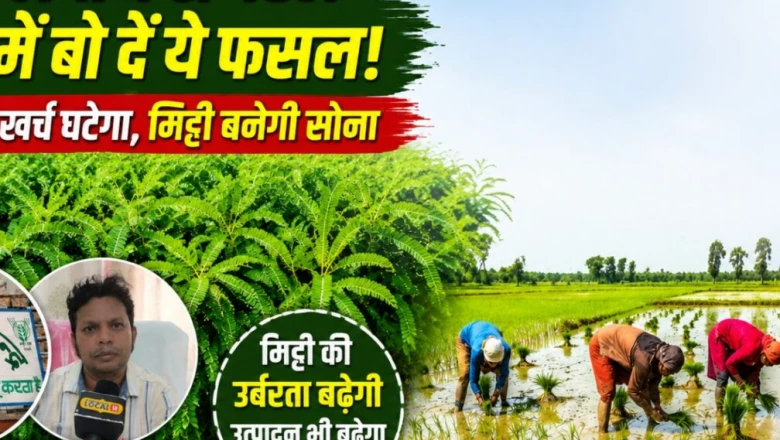 धान की खेती से पहले अपनाएं ये खास तकनीक, खाद का खर्च होगा कम और मिट्टी बनेगी उपजाऊ