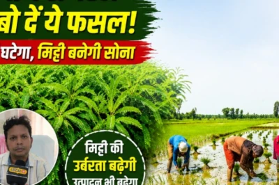 धान की खेती से पहले अपनाएं ये खास तकनीक, खाद का खर्च होगा कम और मिट्टी बनेगी उपजाऊ