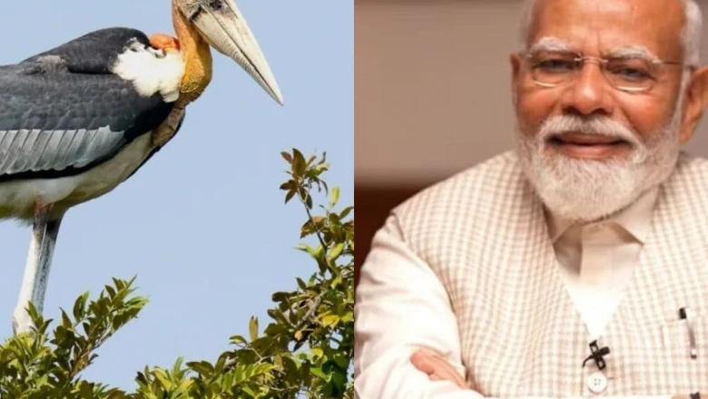 हरगिला पक्षी: कौन है यह दुर्लभ जीव? जिसे पीएम मोदी ने 'मन की बात' में बताया गांव का गौरव