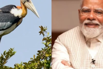 हरगिला पक्षी: कौन है यह दुर्लभ जीव? जिसे पीएम मोदी ने 'मन की बात' में बताया गांव का गौरव