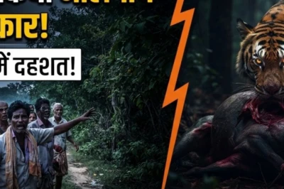 वाल्मीकि टाइगर रिजर्व से सटे इलाकों में बाघ की दस्तक, हल्दी के खेत में नीलगाय का शिकार देख ग्रामीणों में दहशत