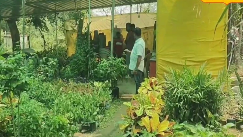 लातेहार के पंकज ने प्रकृति प्रेम से खड़ा किया बड़ा कारोबार, नर्सरी से हर महीने हो रही है ₹50,000 तक की बंपर कमाई