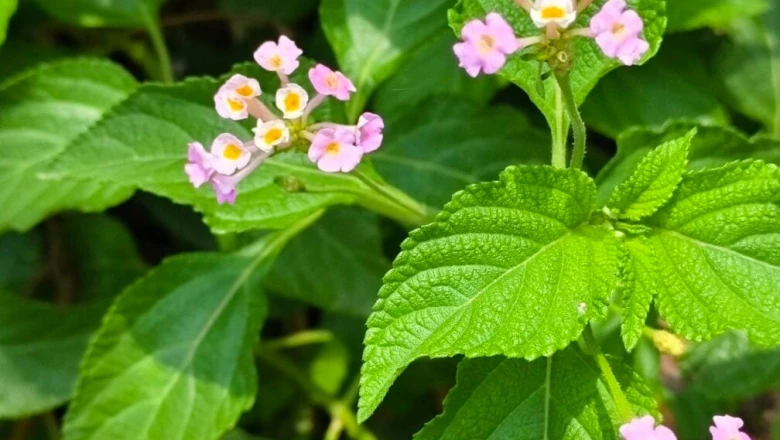 लैंटाना कैमरा: सड़कों के किनारे दिखने वाला यह पौधा है औषधियों का भंडार, जानिए इसके फायदे और सावधानियां