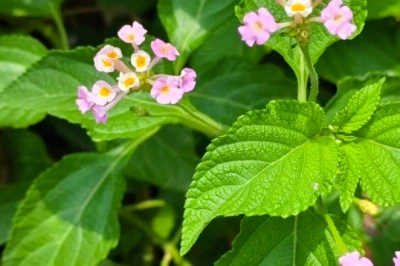 लैंटाना कैमरा: सड़कों के किनारे दिखने वाला यह पौधा है औषधियों का भंडार, जानिए इसके फायदे और सावधानियां