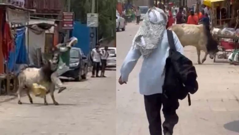 सीतापुर में आवारा सांड का खौफ: मंदिर दर्शन को निकले बुजुर्ग पर किया जानलेवा हमला