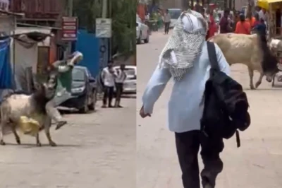 सीतापुर में आवारा सांड का खौफ: मंदिर दर्शन को निकले बुजुर्ग पर किया जानलेवा हमला