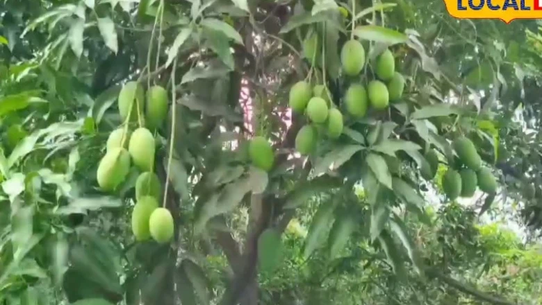 पिता की विरासत को अमित ने दी नई पहचान, 9 एकड़ के दशहरी आम के बाग से कर रहे हैं लाखों की कमाई